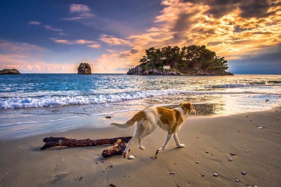 Playas para perros en el norte de España